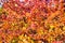 Autumn barberry background