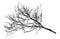 Autumn bare branch tree silhouette. Vector illustration