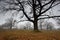 Autumn bare oaks in a fog