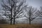 Autumn bare oaks in a fog