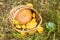 Autumn. Basket vegetables. Pumpkin. Watermelon. Grass. Glade