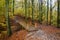 Autumn beatiful path with bridge and colorful leaves and trees.