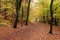 Autumn beatiful path in forest with colorful leaves and trees.