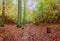 Autumn beatiful path in forest with colorful leaves and trees.