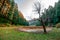 Autumn - Beautiful deodar forest in Manali, Himachal Pradesh, India