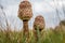 Autumn with the beautiful `parasol mushroom` Latin name `Macrolepiota procerain`