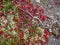 In autumn, a beautiful tundra carpet of various mosses in bright colors. Red, green and yellow plants on the rocks