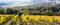 Autumn in beautiful Tuscany countryside. Vineyards in golden colors.  Italy