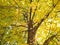 Autumn. A beautiful walnut tree decorated with golden leaves.