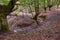 Autumn in a beech forest