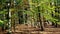 Autumn in a beech forest