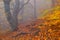 Autumn beech forest