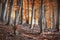 Autumn beech forest, autumnal scene with beech trees with colorful orange leaves