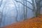 autumn beech forest in dense mist