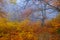 autumn beech forest in dense mist