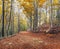 Autumn Beech Forest in the Montseny Natural Park