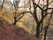 Autumn beech forest path on a steep hillside with yellow foliage