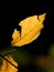Autumn beech leaf