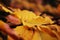 Autumn beech leaves