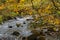 Autumn Beech leaves (Betula) over Oxnop Beck, Ivelet, Yorkshire Dales.