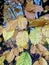 Autumn beech leaves in Englands oldest forest