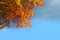 Autumn beech tree leaves stormy cloud blue sky