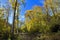 Autumn Beech Woods