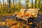 Autumn bench