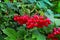 Autumn berry guelder-rose