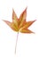 Autumn big leaf for decoration like symbol of fall isolated