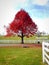 Autumn big red maple tree at country side.