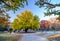 Autumn big trees in Tokyo University