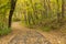 Autumn Bike Trail In Woods