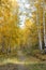 The autumn birch avenue