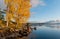Autumn birch on the bank of The Saimaa Lake. Puumala. Finland