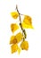 Autumn birch branch with yellow leaves, Watercolor