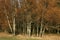 Autumn birch copse.