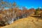The autumn birch forest