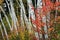 Autumn birch forest