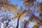 Autumn birch forest, head-up view
