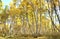 Autumn birch grove