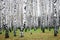 Autumn birch grove in october