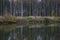 Autumn birch grove by the river. Multi-colored deciduous forest. The reservoir is covered with fallen