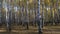 Autumn birch grove in sunny morning rays