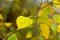 Autumn birch leafs, selective focus - Betula