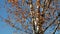 Autumn birch leaves over blue sky