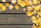 Autumn birch leaves and pine needles on a wooden background