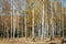 Autumn birch tree forest. Beautiful scene with birches in yellow autumn birch forest in october