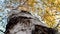 Autumn birch tree with golden leaves, view from below