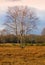 Autumn birch tree, Netherlands